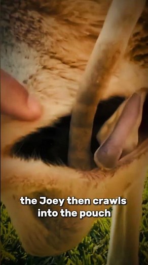 The Incredible Journey of a Baby Kangaroo: Inside the Pouch