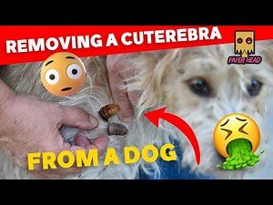 Remove Botfly from Dog