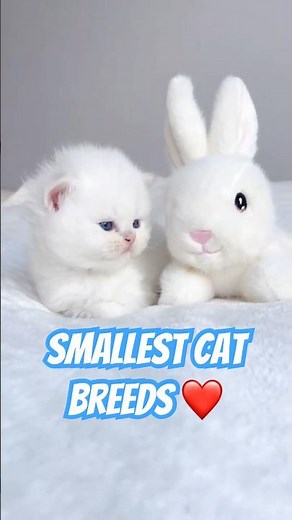 Top 5 Cutest Mini Cat Breeds You Need to See!