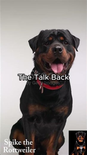 The Talk Back | 6 Goofball Traits of the German Rottweiler