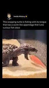 6.7M views · 34 reactions | The snapping turtle, a master of ambush,...