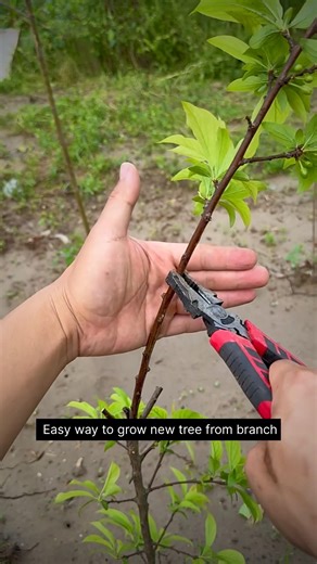 Easy way to grow a new tree from old tree 🌳 #treegrowing #growtrees #treeplanting