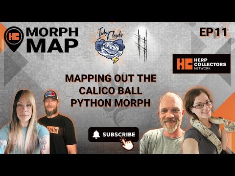 EP11 – Mapping Out the Calico Ball Python Morph
