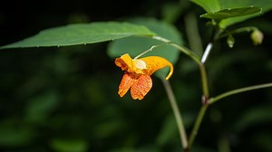 How to Grow Jewelweed (Ultimate Care Sheet) - Gardenisms