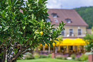 Dwarf Lemon Trees: Eureka vs Lisbon vs Meyer | Ultimate Backyard