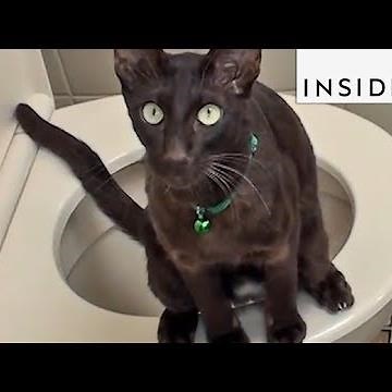 How To Potty Train Your Cat