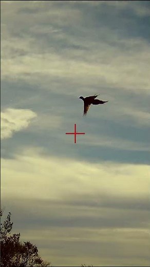 Upland Bird Hunting: ShotKam Gen 4 Highlights