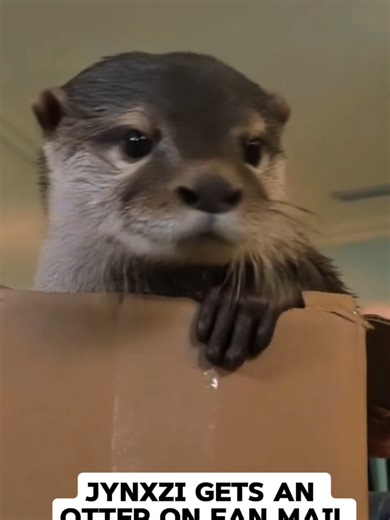 Jynxzi Gets A Otter On His Fan Mail 😭😭 @Jynxzi #jynxzi #jynxziclips #jynxzifunnymoments #fanmail #fyp