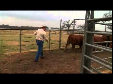 Working Cattle Effectively