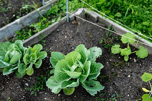 How to Grow and Care for Cabbage