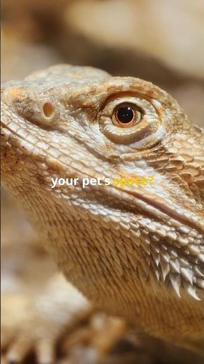 Essential Bearded Dragon Care Tips: Lighting, Diet, & Habitat | Pet Care 101