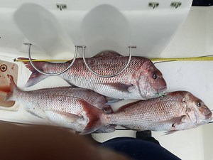 Reedy's Rigz Pro Angler John Kenny with over 40 Years Fishing Exeprence was blown away with our Ultra Rig's Yesterday when He Caught a 10kg fish His P.B is 14.7kg . Now sit Back a relax watch some Big Knobber's get caught :) Learn About the Ultra RIg https://snapper-rigs.com/ultra-fishing-flasher-pre-made/ | Reedy's Rigs