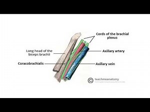2 Minute Tutorial - Anatomy of the Axilla
