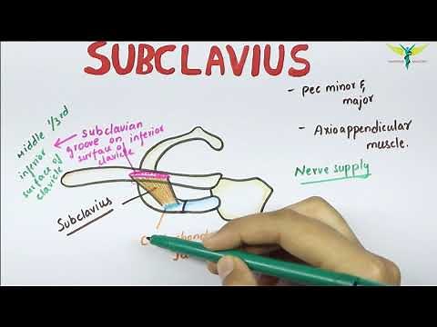 Subclavius - Muscle | Origin | Insertion | Nerve supply | Anatomy