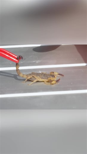 Close Call with a Scorpion: Slow Motion Escape