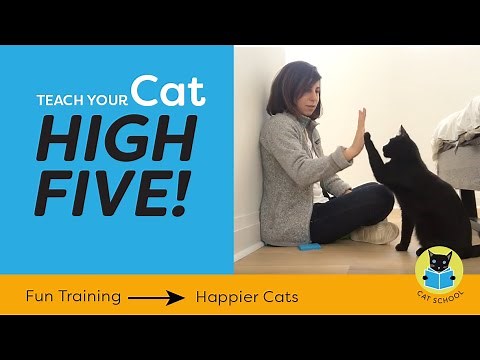 Teach Your Cat to High Five With Clicker Training!