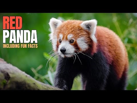 Fun Facts about Red Pandas | Wildlife Documentary Series | Animals Fact Guide