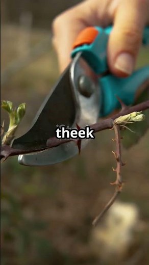 Money plant: pruning tips