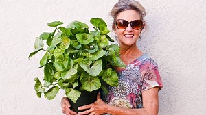 1.1K views · 59 reactions | Arrowhead Plants are popular houseplants. The leaf variegations they come in are all gorgeous. This is all about repotting an Arrowhead Plant plus the best soil mix to use. www.joyusgarden.com/repotting-arrowhead-plant/ | Joy Us | Facebook