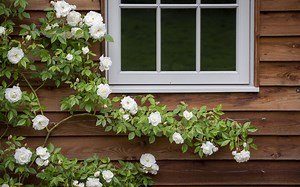 A Guide to Training and Tying in Roses