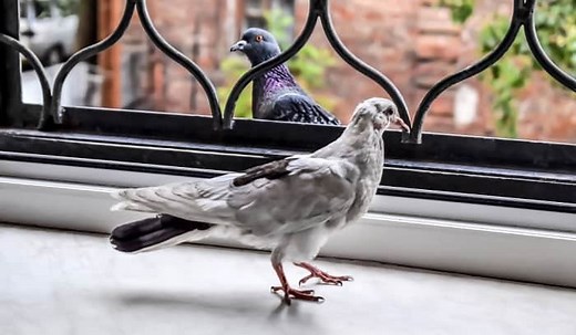 How to Get a Bird Out of a Building in Only 5 Steps