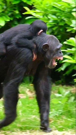 Screaming Chimpanzee With Her Baby Gets Startled!