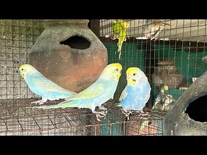 Budgie Aviary Setup 😍✨ || Love Birds