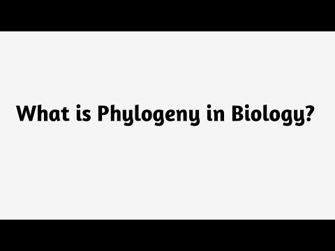 What is Phylogeny in Biology ?
