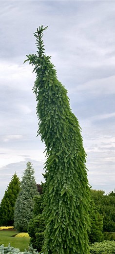 Picea omorika 'Bruns Pendula' Narrow Weeping Serbian Spruce