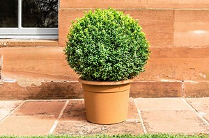 How to Care for Your English Boxwood Shrubs