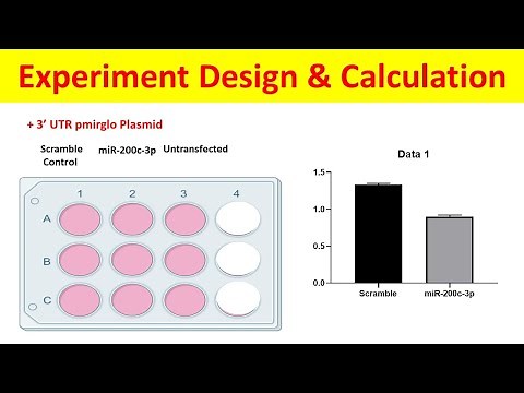 Dual Luciferase Reporter Assay: Experimental Design, Protocol, Calculation, and Data Interpretation