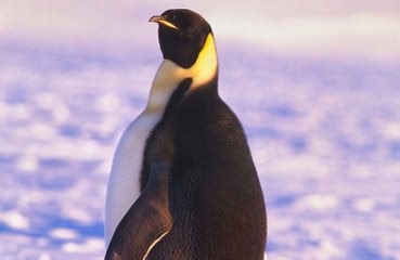 Emperor penguin makes record-breaking swim from Antarctica to Australia