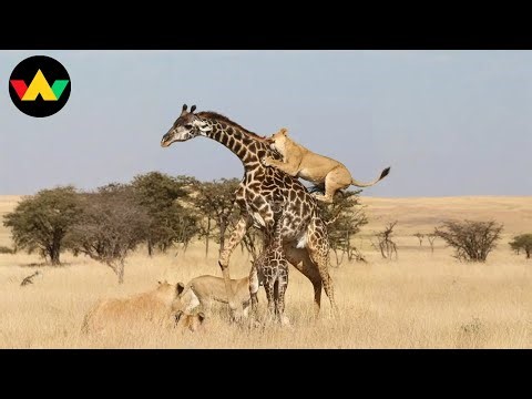 Giraffe Fight | Lions Desperately Take Down Giraffe Protecting Her Cub | Wildlife Documentary