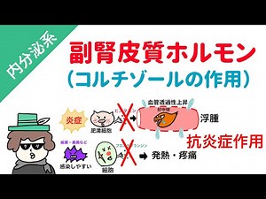 Adrenal cortical hormones (actions of glucocorticoids and cortisol)