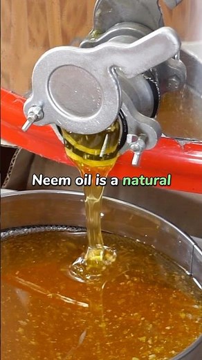 Neem Oil Explained: Benefits, Origins, and Uses in Gardening #shorts