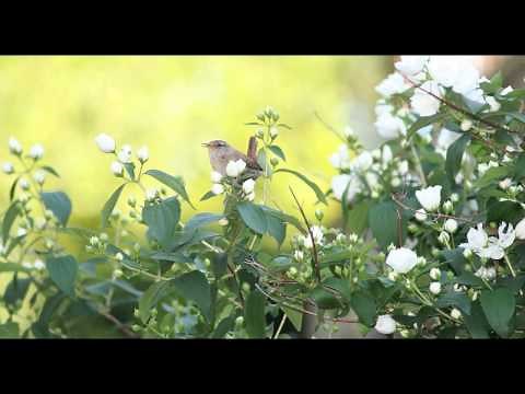 Beautiful Dawn Chorus Birdsong - Nature Sounds