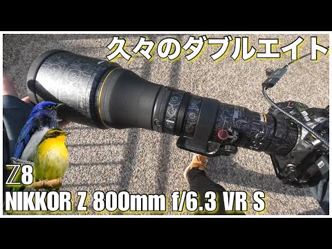 【野鳥撮影】久々の863でオオルリ＆キビタキ！- Nikon Z8 × NIKKOR Z 800mm f/6.3 VR S -