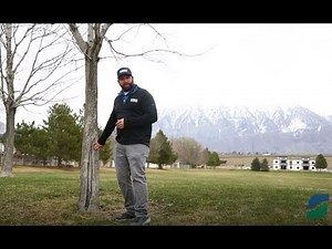 Why is My Tree Bark Splitting | Winter Trunk Damage | Sunscald | Southwest Winter Freeze