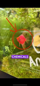 🌟 Did You Know? PINK GLOW ANGELFISH are 100% Naturally Glowing! 🌟🐠 No injections. No dyes. No harmful chemicals. These amazing fish are the result of natural, ethical genetic advancements to bring you their vibrant, glowing colors. Their unique fluorescence comes from a carefully introduced jellyfish or coral gene, making them completely safe and healthy for your tank!✔️ Safe for the fish✔️ Ethically created✔️ Perfect for your community aquarium✨ These fish are a stunning, ethical way to brin