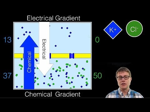 Electrochemical Gradient
