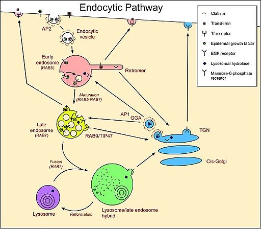 Lysosomes - Types, Morphology, Function, Process and Microscopy