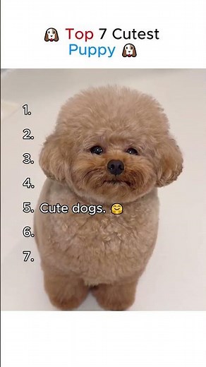 Top 7 Cutest Puppies That’ll Melt Your Heart 🐶❤️ | Ultimate Cuteness Ranking!