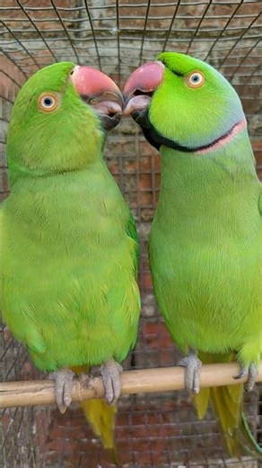 Parrot Song Hindi Rhymes Kids Animal Song Main Tota Main Tota Mitthu Mitthu #parrot #song #birds