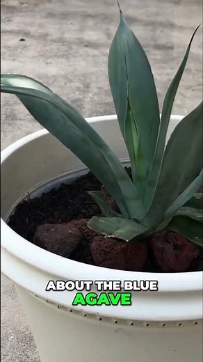 Blue Agave Plant Care | Easy Tips to Keep your Agave thriving!
