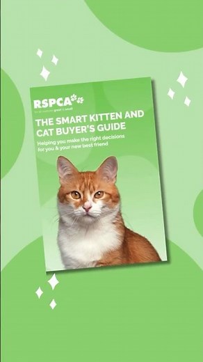 The RSPCA Smart Kitten and Cat Buyer’s Guide is here to help! #rspca #cats #adoptdontshop