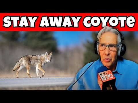 KEEP COYOTES Away Forever with These Simple Tricks