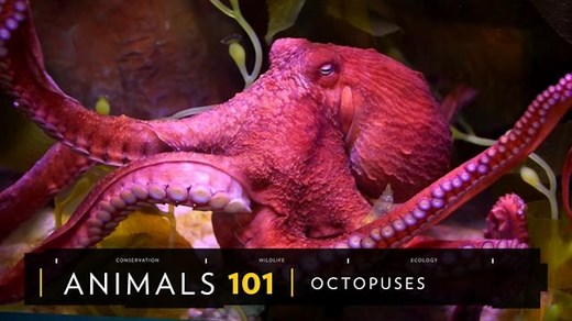 The argonaut octopus gives his arm to inseminate his mate
