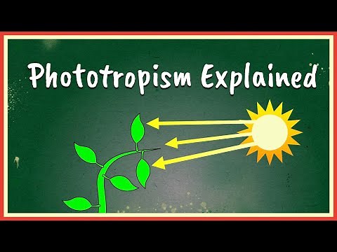 Phototropism Explained