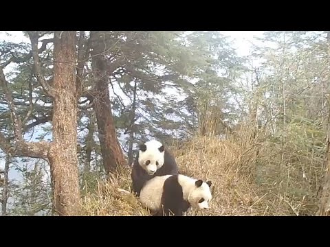 Rare footage of wild giant pandas mating in Sichuan, SW China