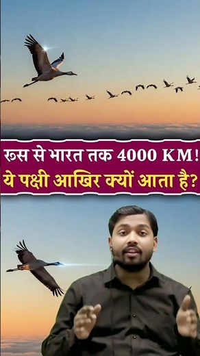Why do these birds travel 4 thousand kilometers from Russia to India?